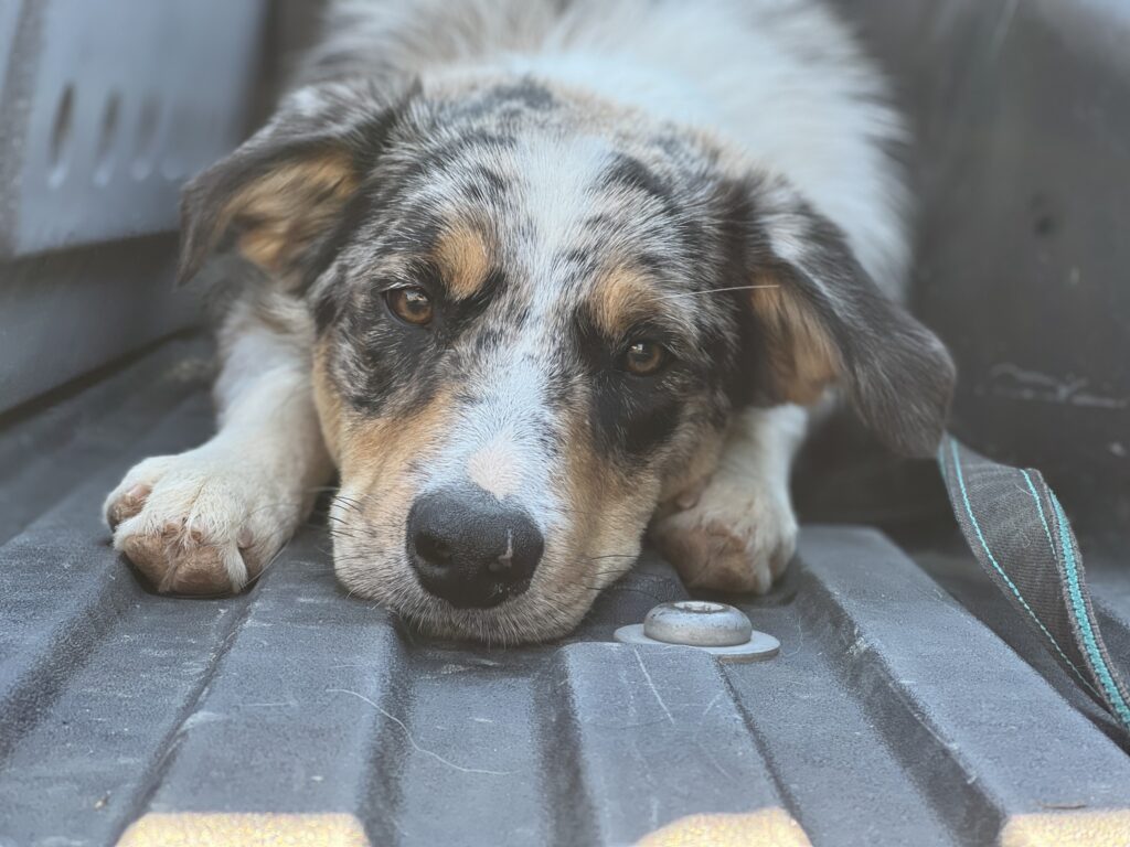 BBB Cool Whip - (from June litter)